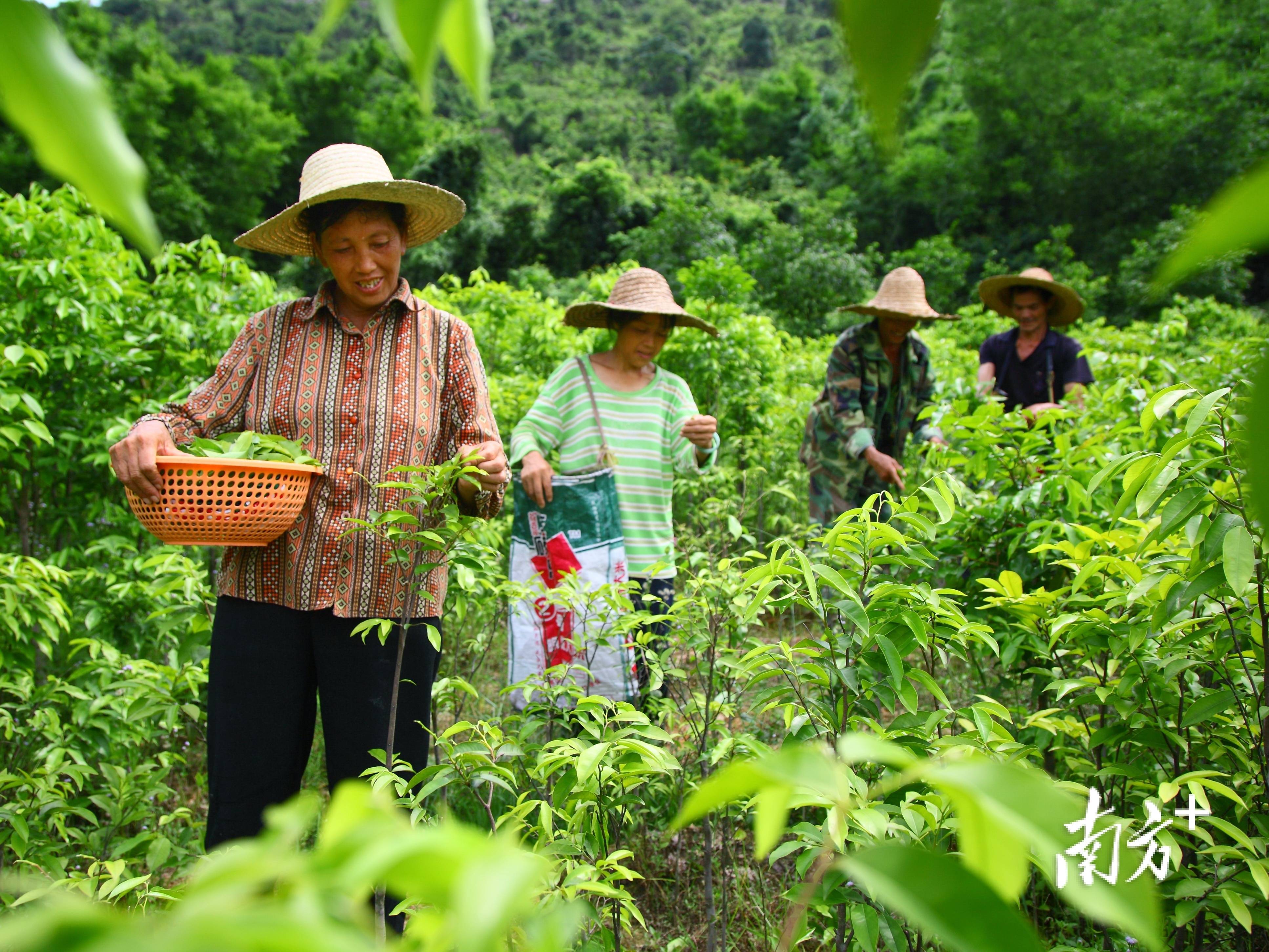 广东鼓励引导中药材生产企业走出去