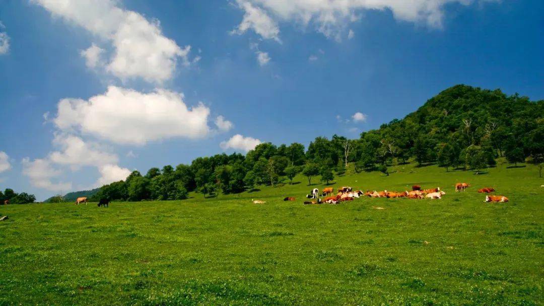 9元/人免景区门票519当天露水河长白山狩猎度假区抚松县白山市2旅游日