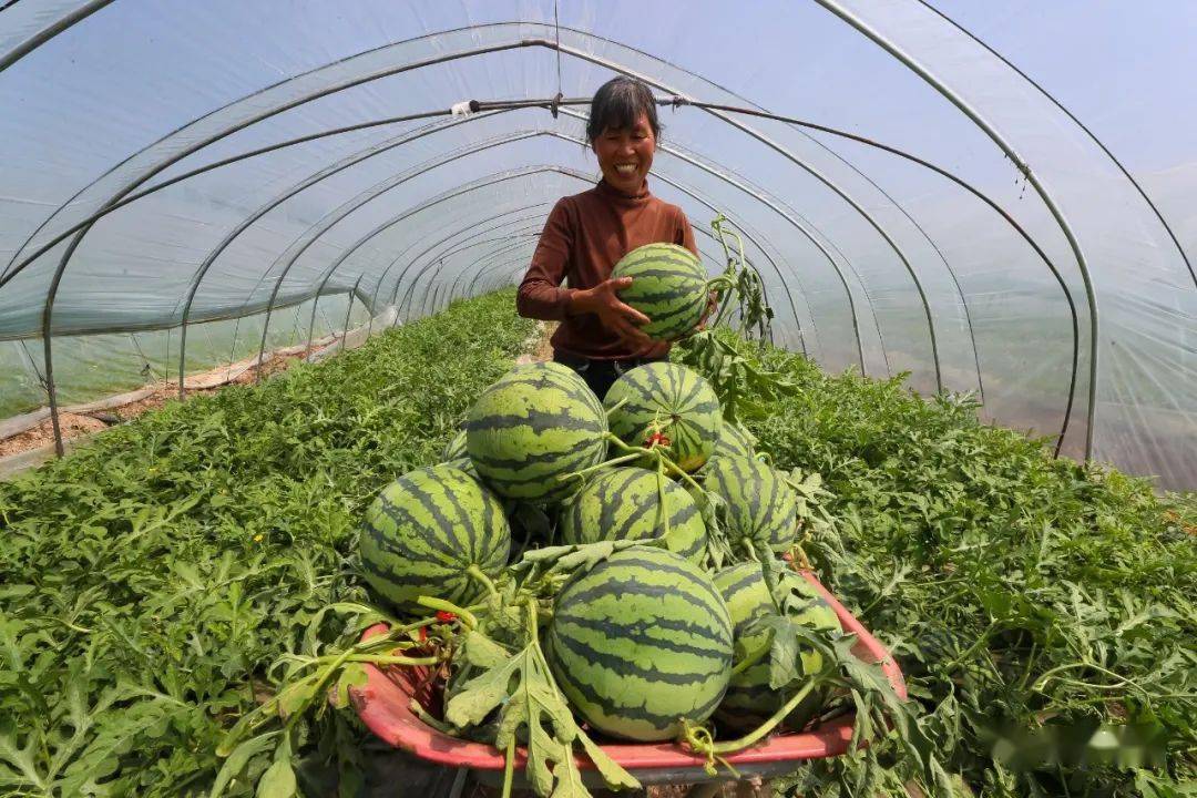 劉老莊鎮鄭河村的種植戶眼下正是西瓜上市的季節,增收有奔頭