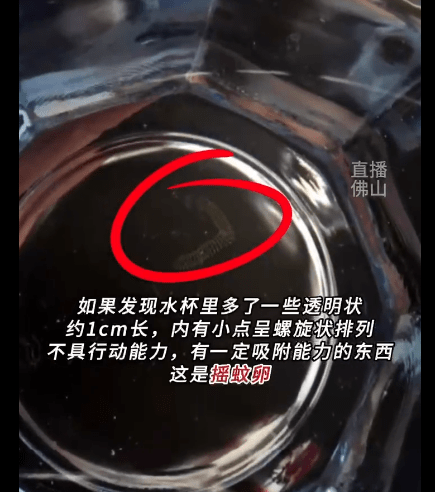 这种不明透明物体是摇蚊卵 疾控专家:此"蚊"非彼"