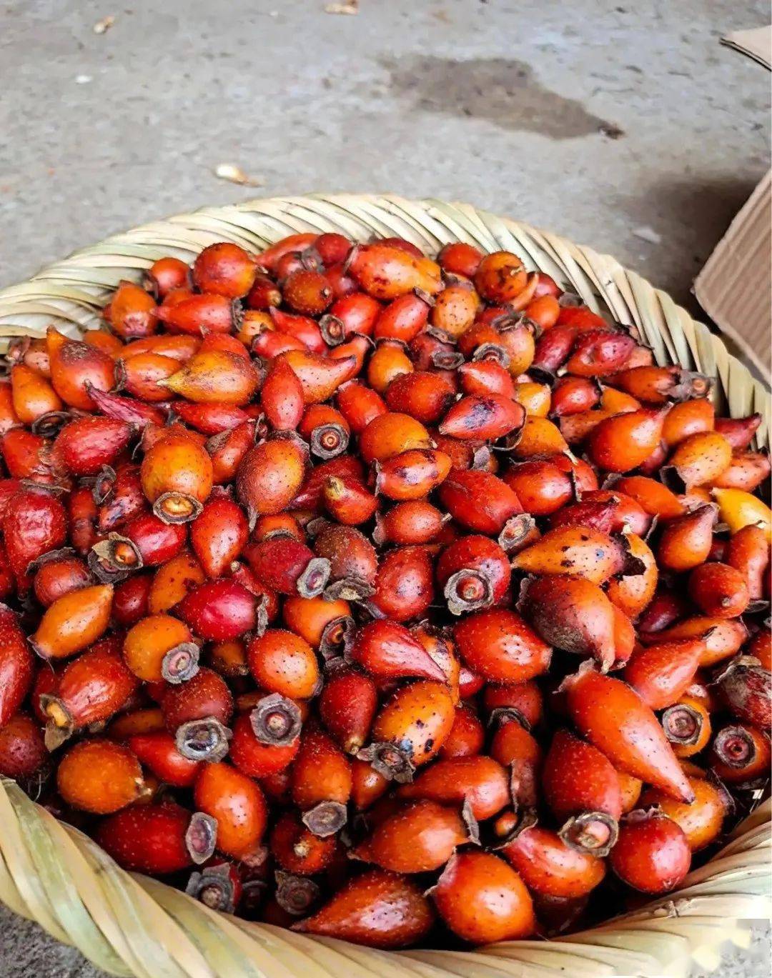 农村娃最爱的 "糖罐子",曾经浑身尖刺遭嫌弃,如今卖到20元一斤_樱子