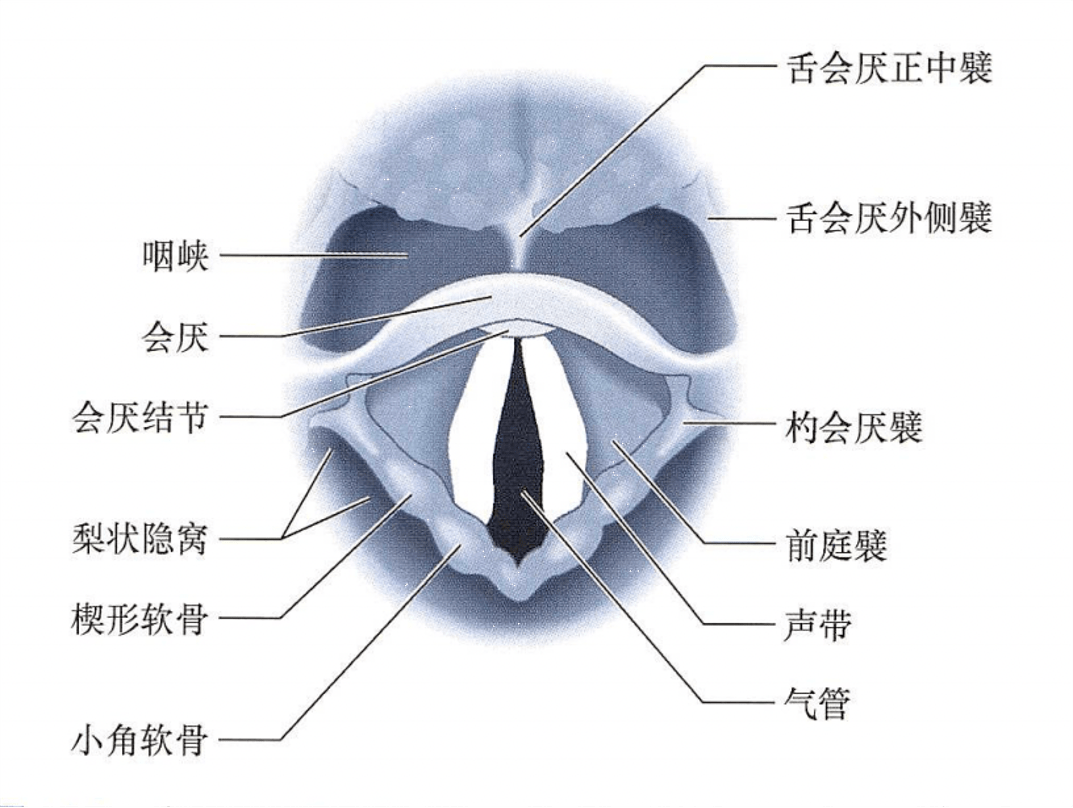 环勺关节脱位图片