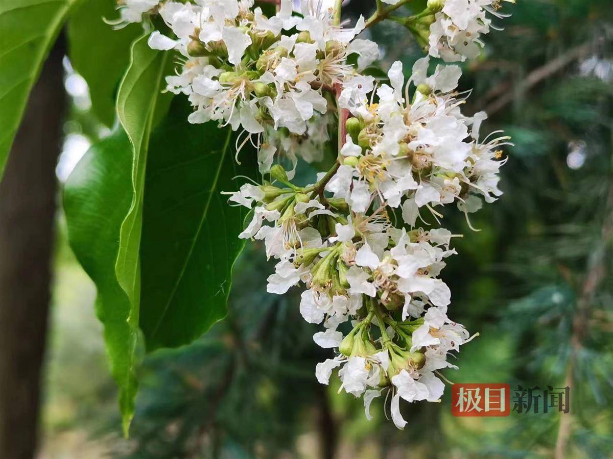 初夏,武汉一公园近"花甲之年"的马灵光开花了_白玉_园林管理_青山区