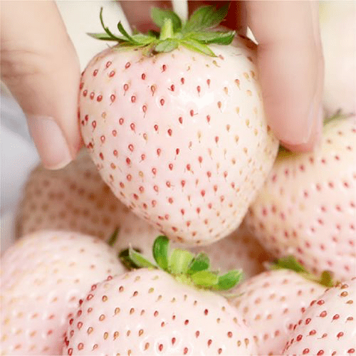 金钻凤梨,猫山王榴莲,红草莓黑草莓,8424西瓜寻销路!_品种_规格_产地