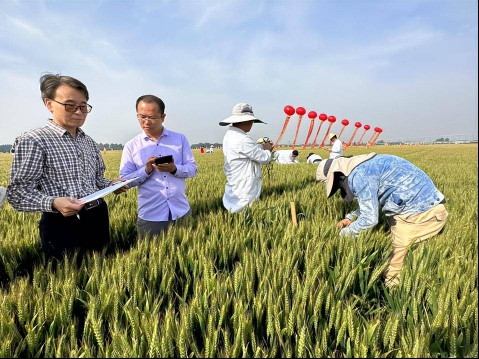 万绿丛中那抹红——秋乐种业郑麦9188千人财富大会纪实_河南_小麦