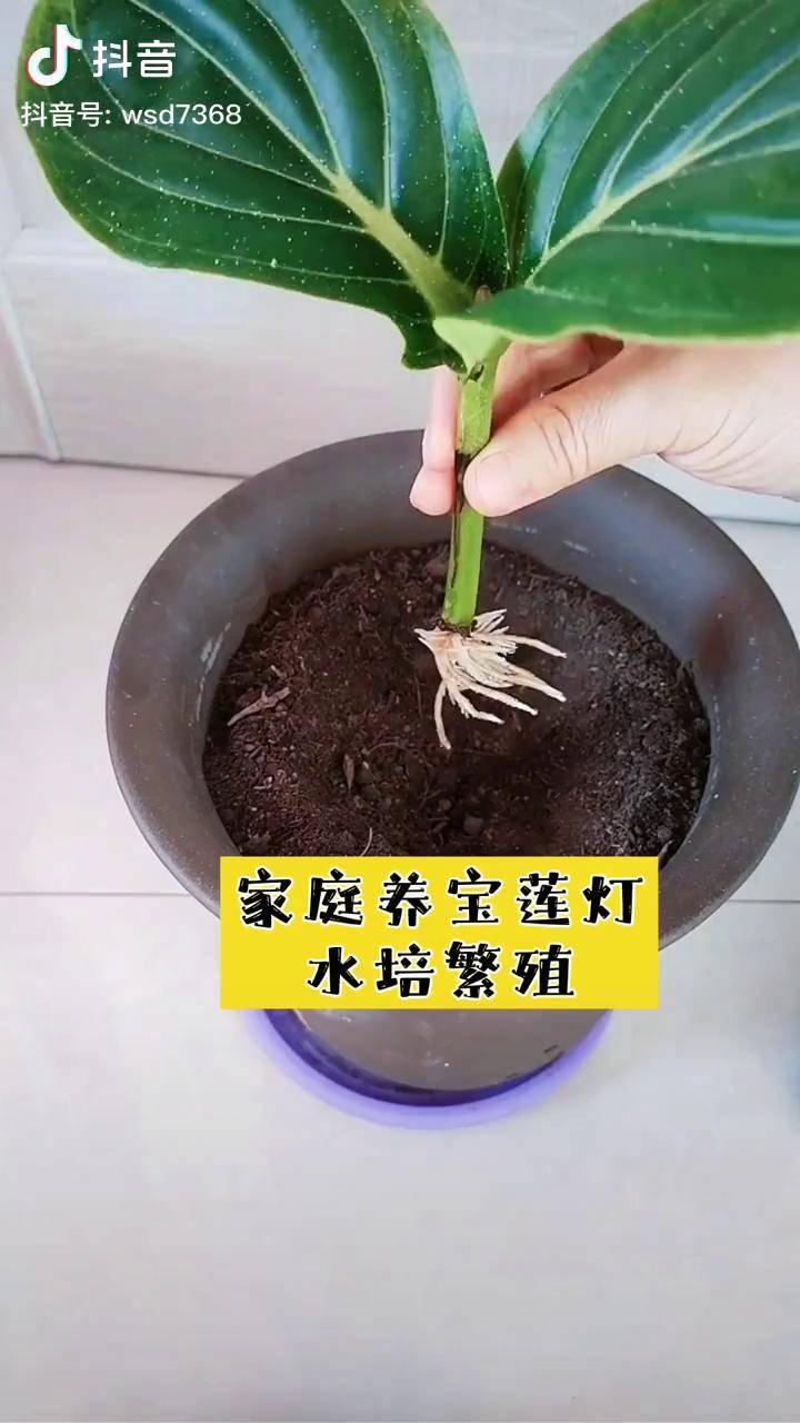 宝莲灯水培繁殖家庭养花 种植小技巧 养花经验 扦插