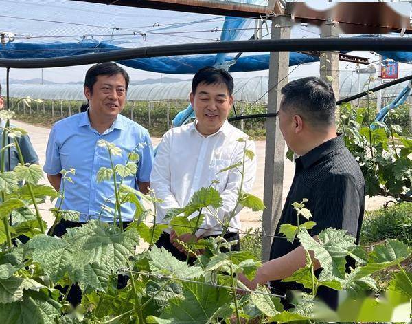 此次观摩会由山东省农业科学院与招远市人民政府共同主办,山东省