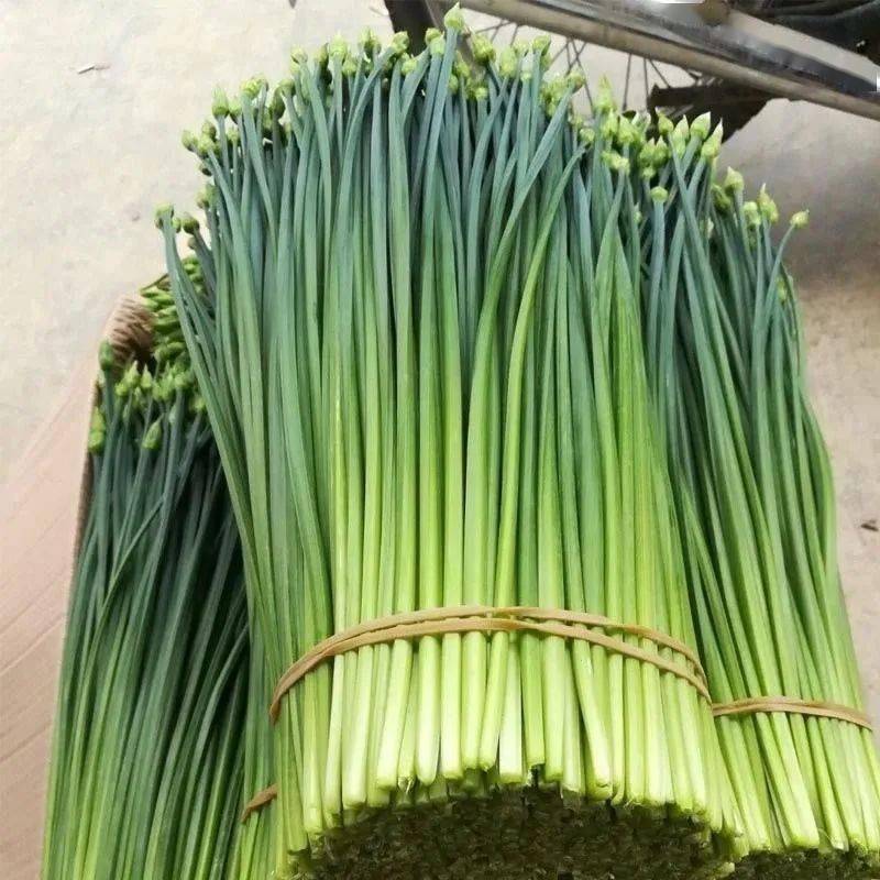 『韭菜苔』绿油油,既好看!又好吃!还非常爽口!