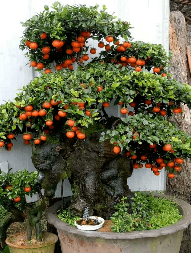 "富不富,家中树",3种"黄金树",家里种一棵,能活上百年,自带"富贵风"