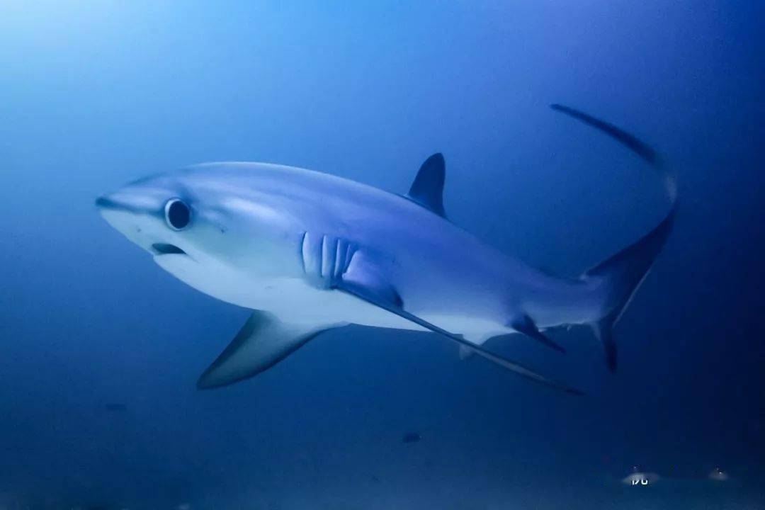 菲律宾妈妈岛 | 我和马拉帕斯卡长尾鲨有约,鱼兄弟 fish buddies 潜店