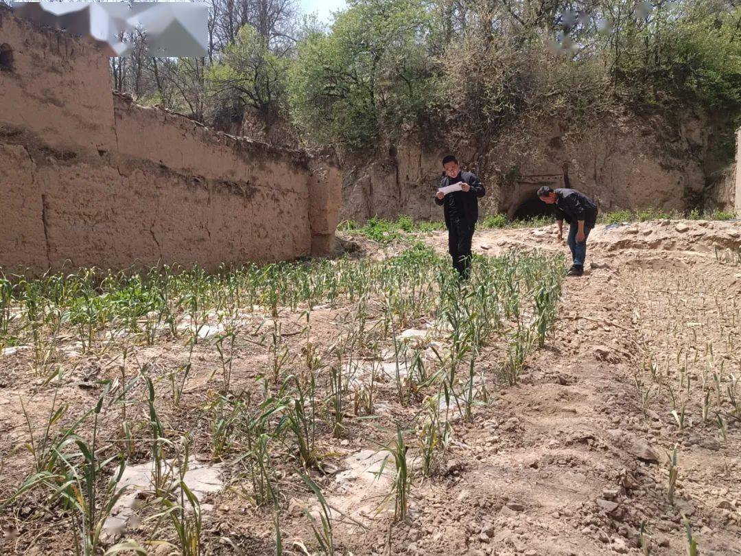 【"三抓三促"行动进行时】通渭县鸡川镇开展夏季禁种铲毒踏查活动