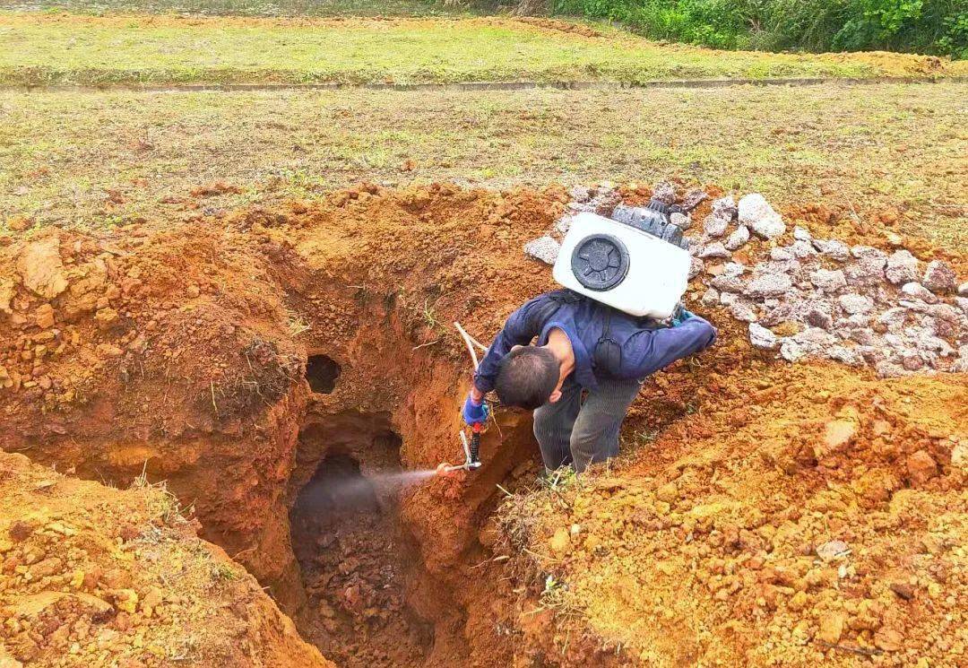 瓮安|全面治理白蚁 守护水库安全_防治_大坝_坝体