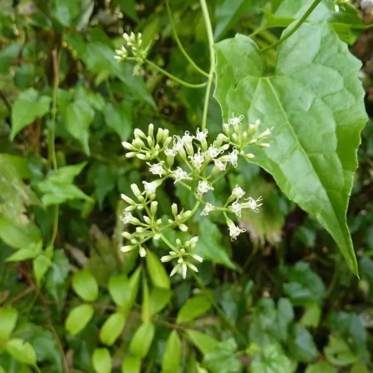 植物杀手薇甘菊图片