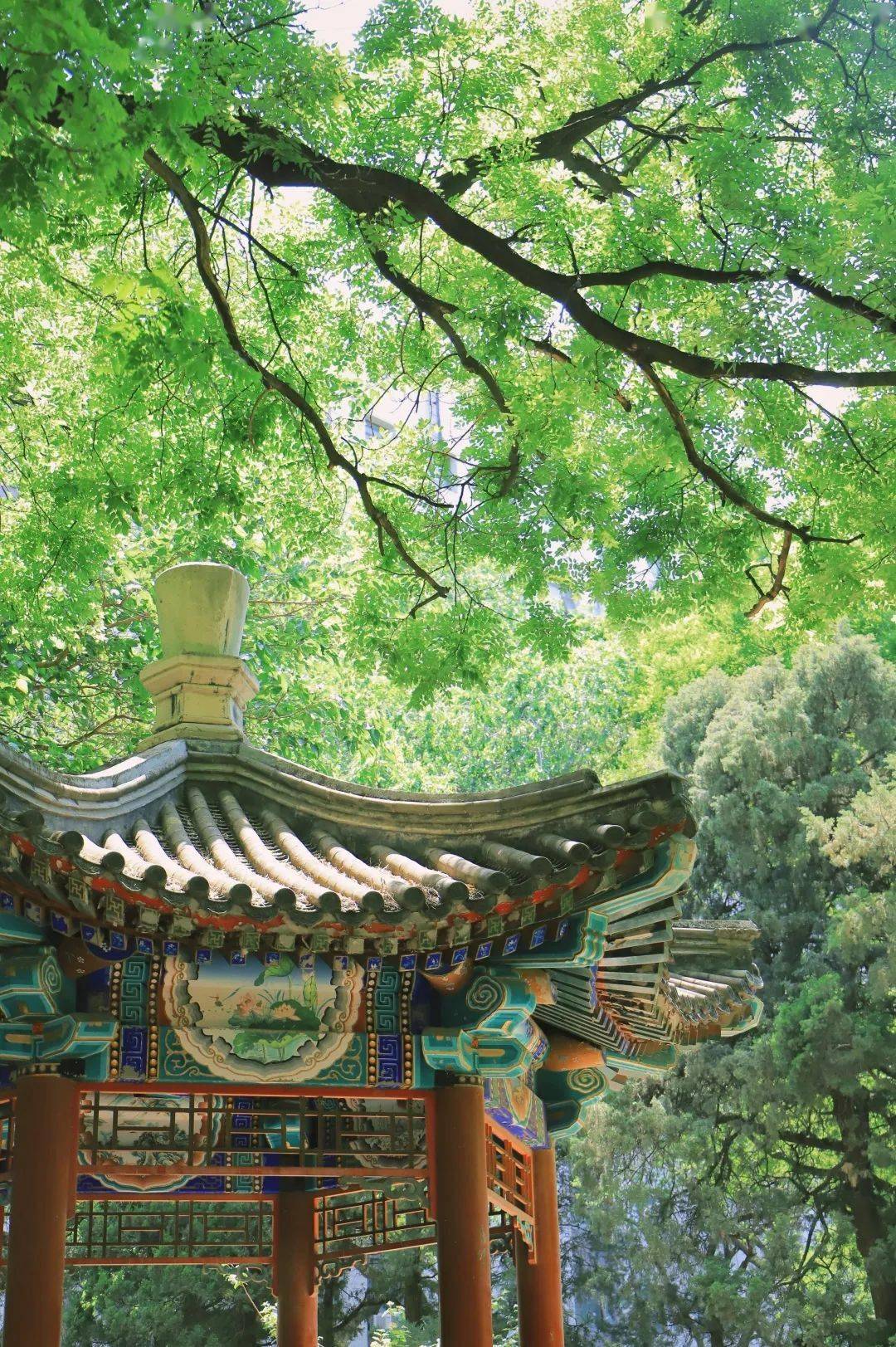 520!爱你,北京林业大学_校园_夏日里_花香