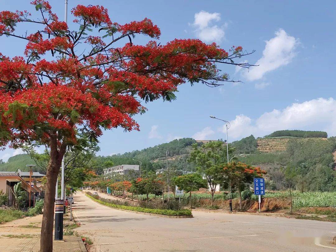 绿美澜沧 | 绿美交通绘就东回风景线_道路_公路_东回镇