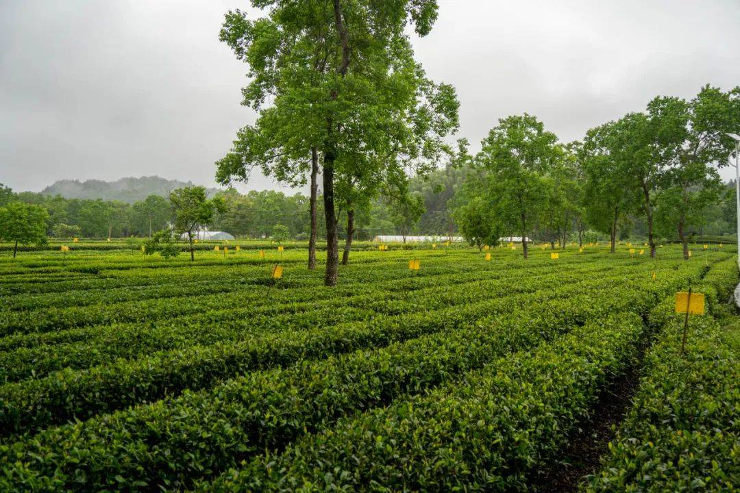 祁门红茶,只取明前一芽一叶制成,花香馥郁,好喝!