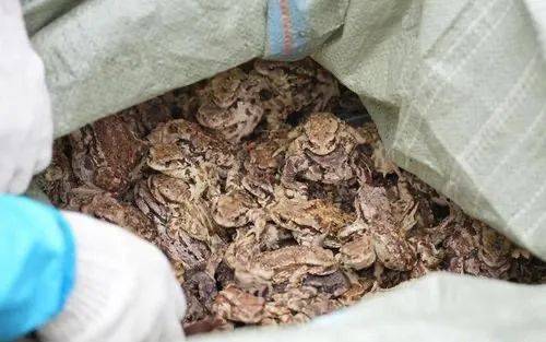 全身多处可入药,包括蟾酥,蟾皮,干蟾,蟾蜍头,蟾蜍舌,蟾蜍肝,蟾蜍胆等