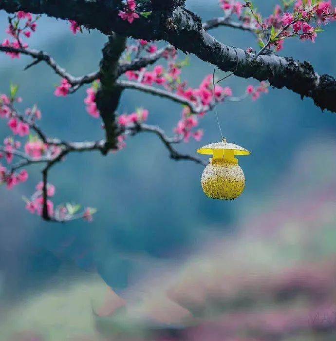 "谁家无春酒,何处无春鸟.