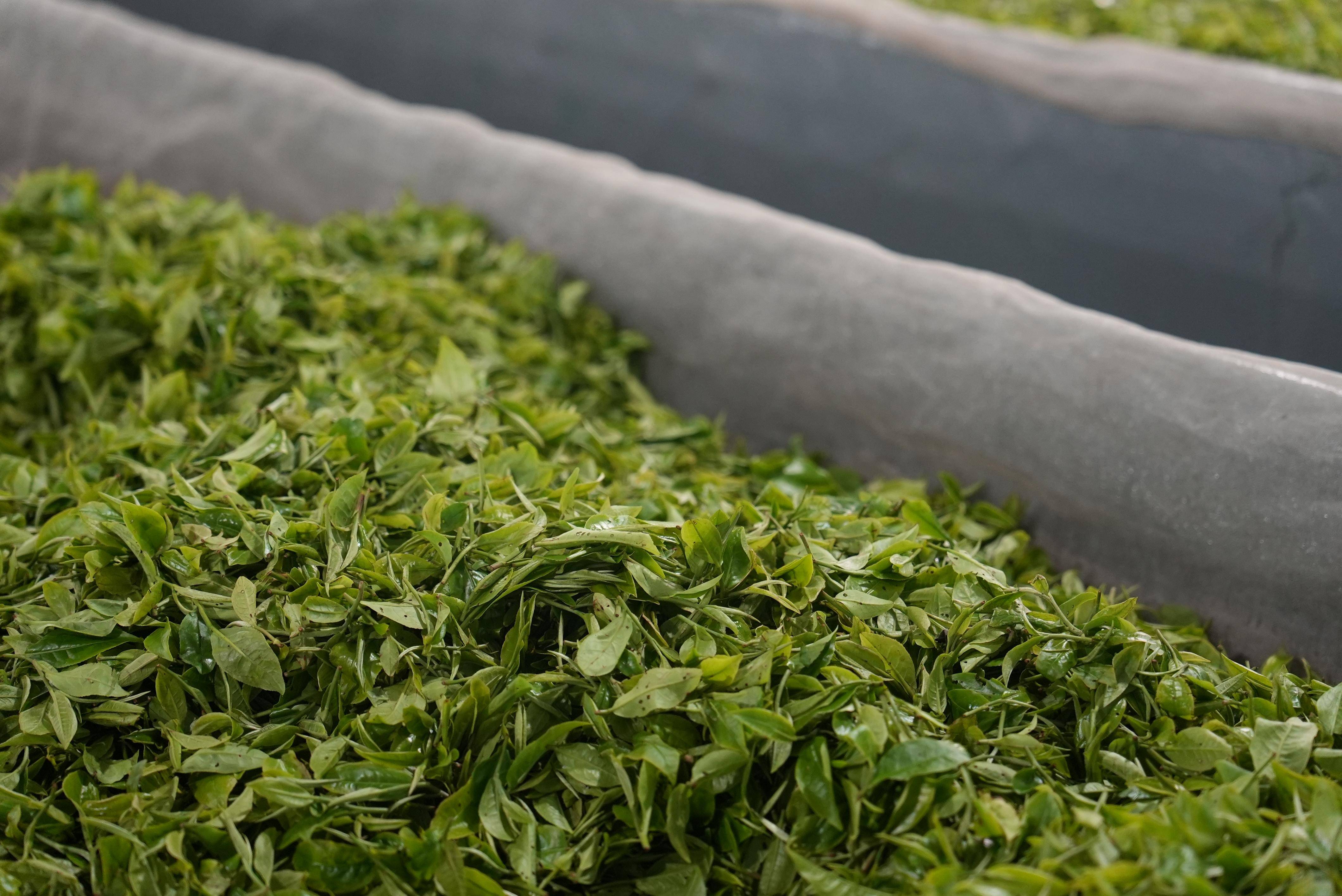 163企业邮箱注册申请百风菜茶叶能一起泡水喝吗?