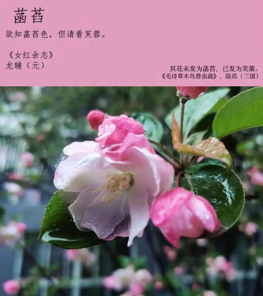 是灿烂的菡萏开在丛中央浪漫温柔是胭脂的粉面红妆优雅不俗是琅玕紫的
