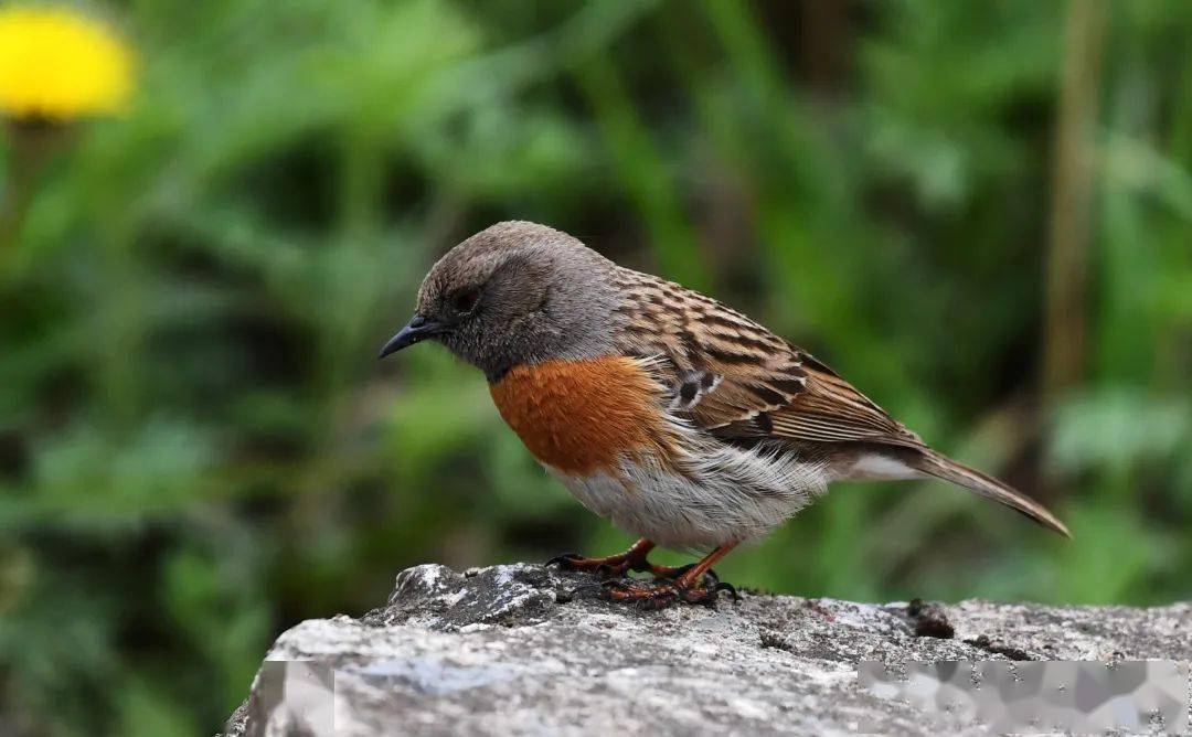成县鸡峰山森林公园——鸟儿的天堂_长尾_山雀_杜和平