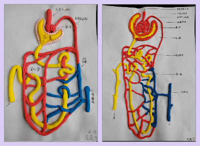 学生自制肾单位模型图片