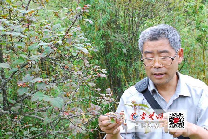 这位十堰人近10年发现了世界植物新种新变种17个_竹溪县_甘启良_国际