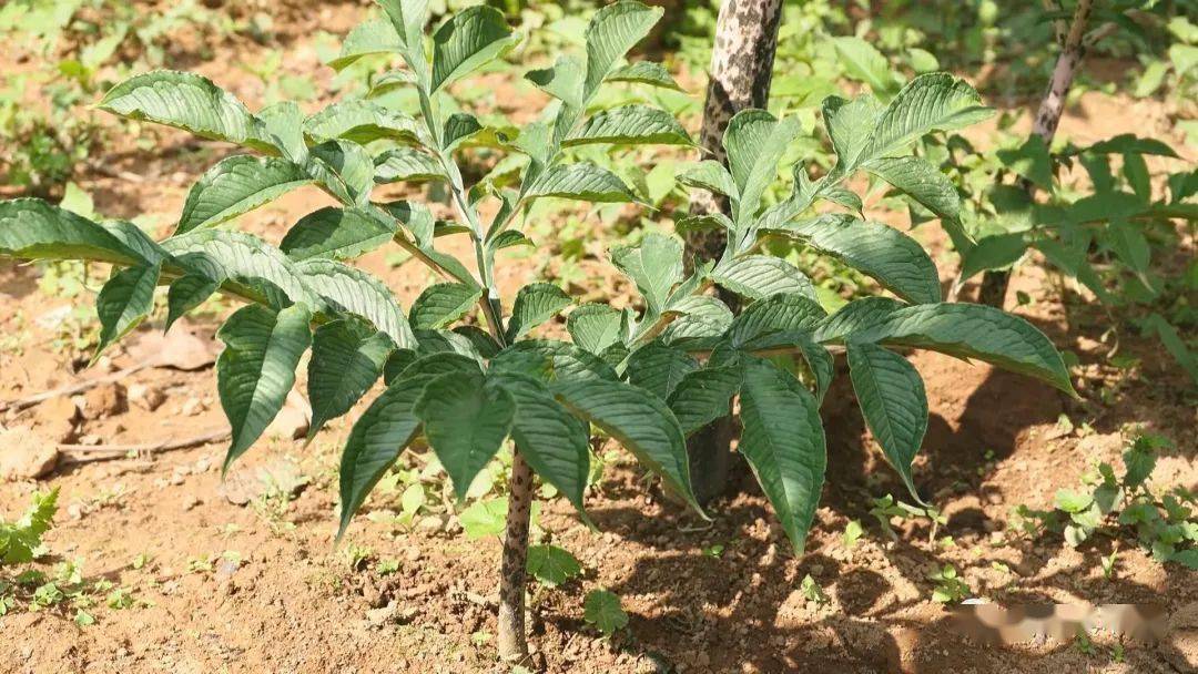 明日剧透|科技力量 助推安康魔芋产业全面发展_企业_市场_种植