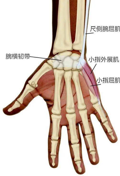 桡侧腕屈肌位置图图片