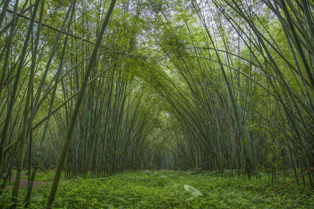 广宁一桌菜——别具特色的竹乡文宴