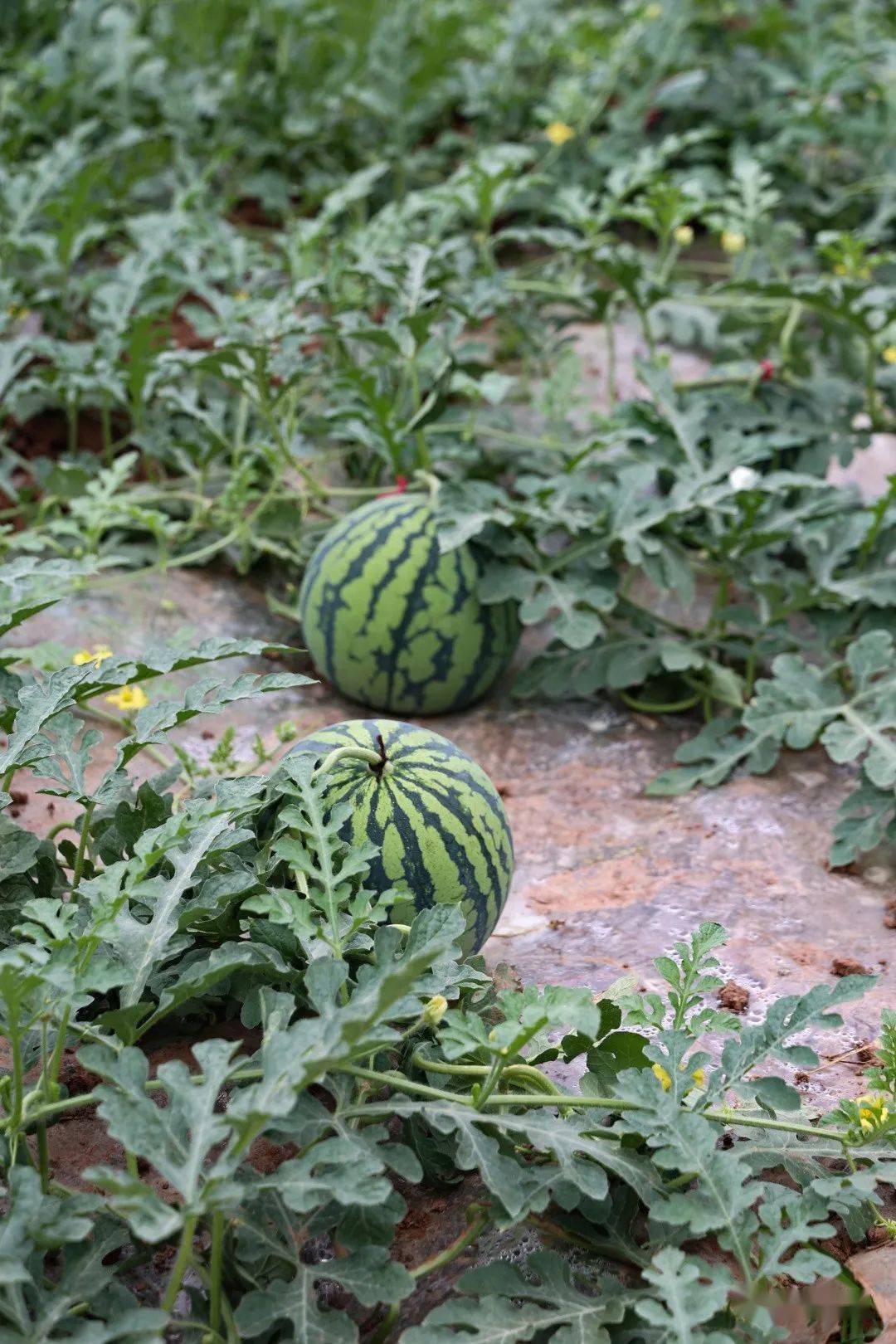 安居这里五星大枇杷"抢鲜"上市,鲜美多汁,位置就在→_产业_种植_水果