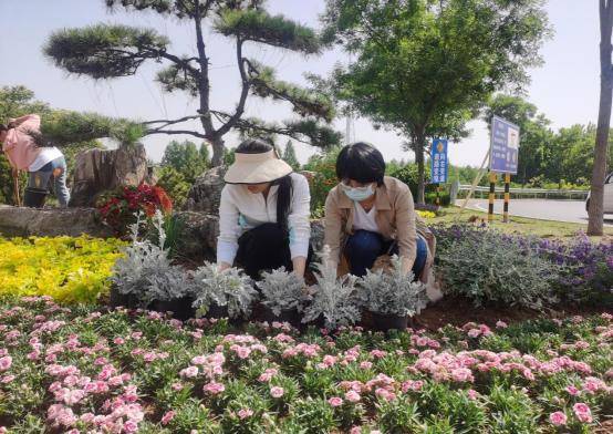 以造型黑松为背景,围绕7块景观石,主要配置植物有康乃馨,彩叶杞柳