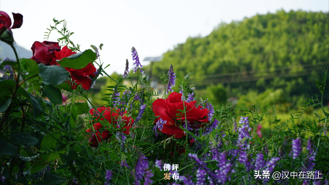 夏日盈满,来佛坪过一个花海里的夏天~_的花海_花朵_凉风