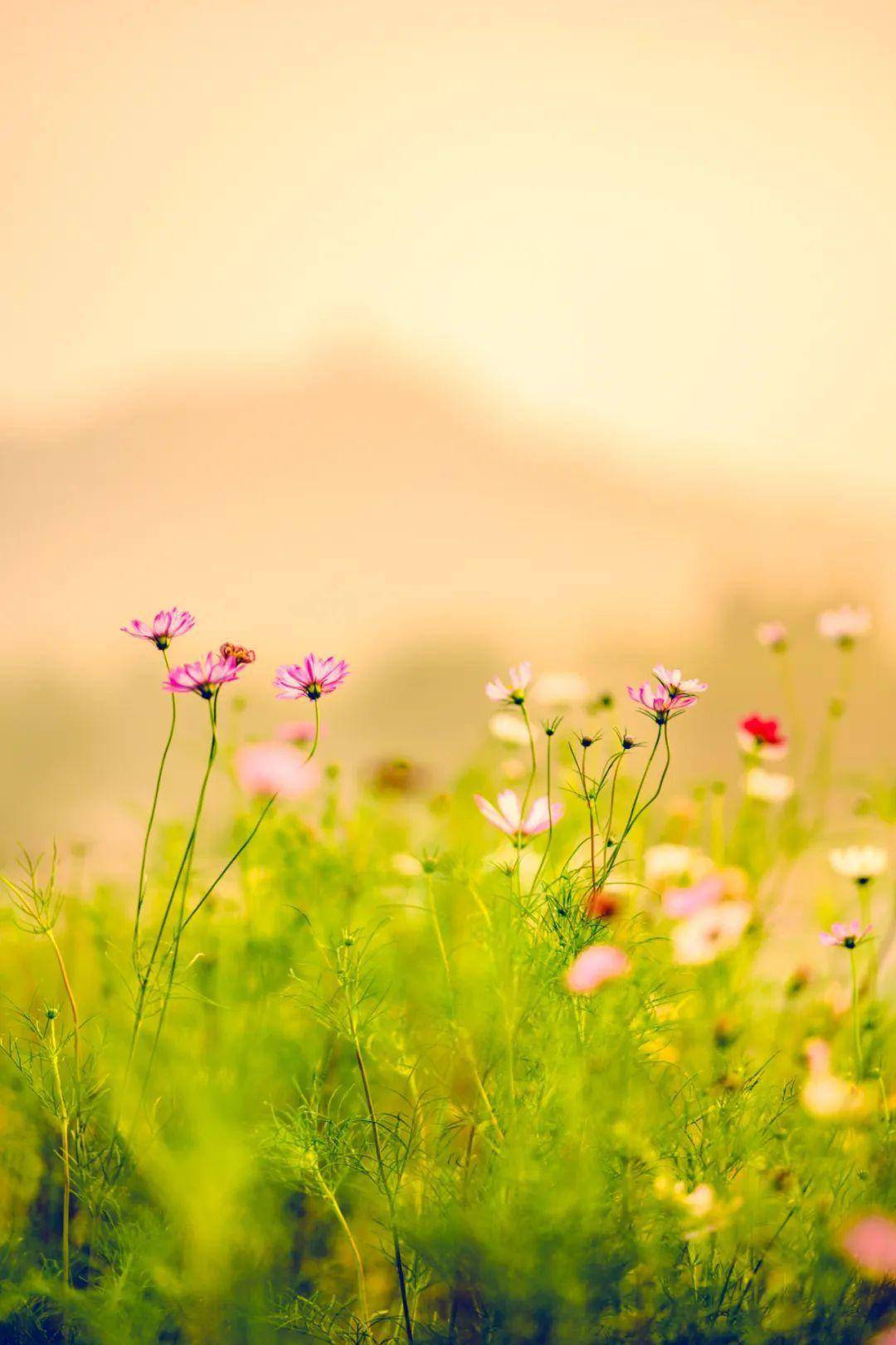 愿你此生绚烂,生如夏花._夏天_芍药_绣球