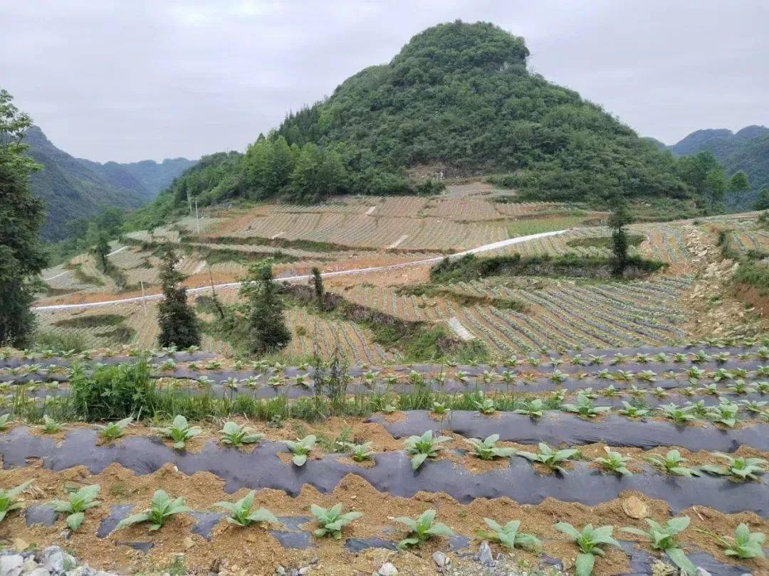 织金县牛场镇:修建机耕道 铺就致富路_张家寨_发展_农业