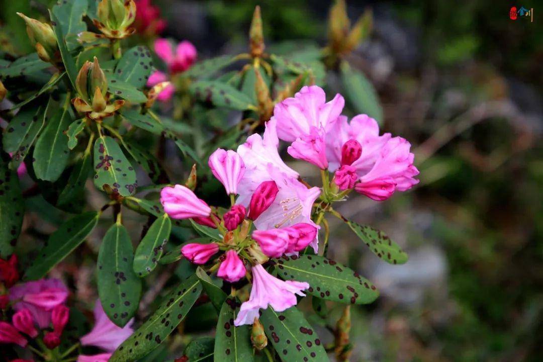 羊角花开季 云盘醉美时