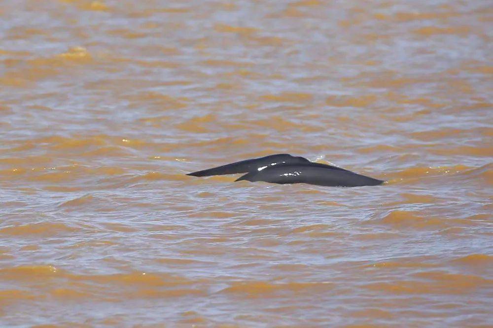 黄河入海口生物多样性显著改善(新华社)_山东省_江豚_保护