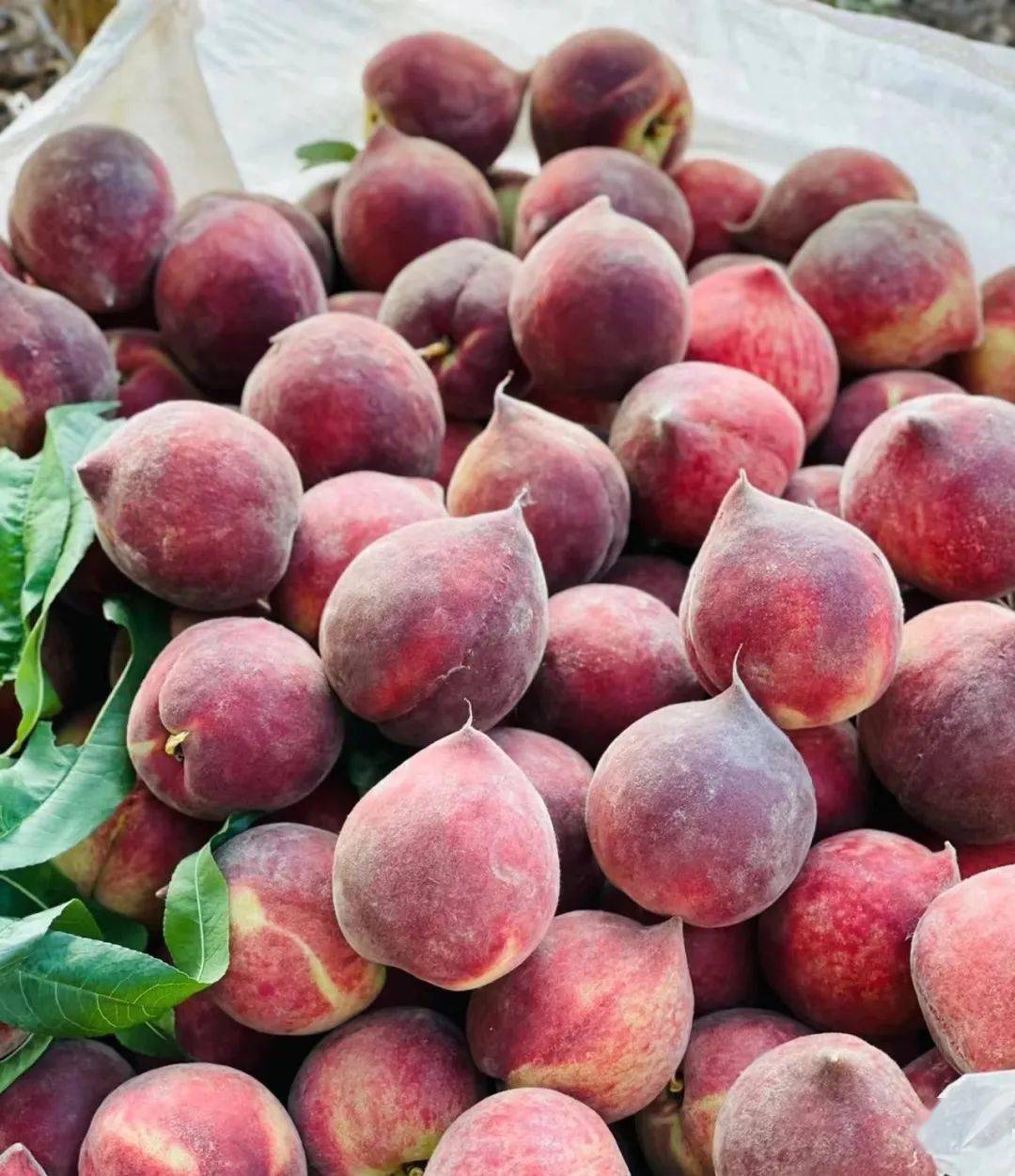 【攀枝花黑美人水蜜桃】39.9元起享硬吃香甜!