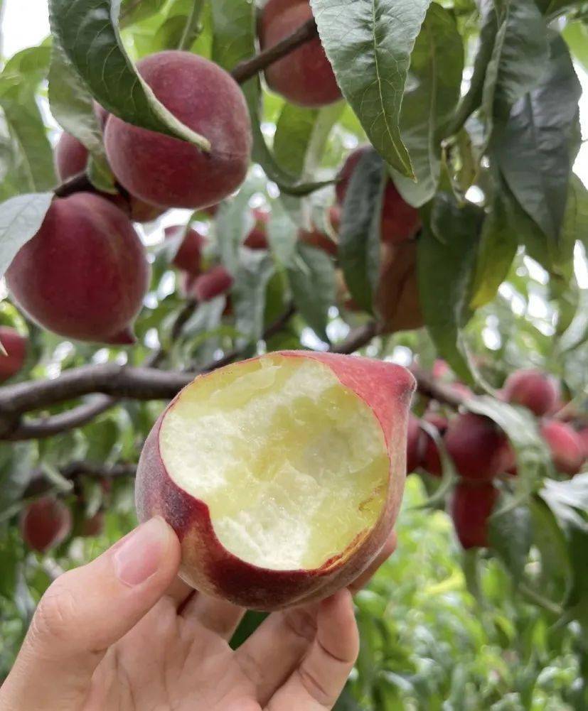 97攀枝花黑美人桃99 我真的迫不及待来给姐妹们安利这个桃子了!