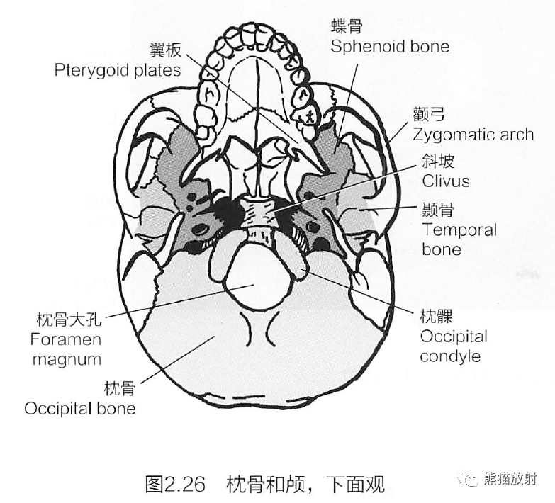 蝶骨在脑中的位置图片图片