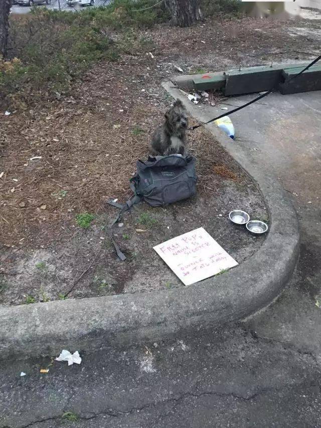 干净的小狗被拴在大号垃圾桶旁，还写着：“我是免费送的…”