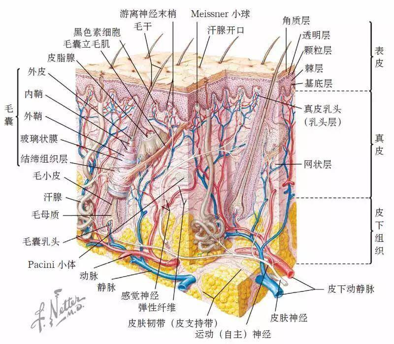 插图 正常皮肤解剖学摘自:奈特绘图版医学全集 第4卷:皮肤系统(蚤书