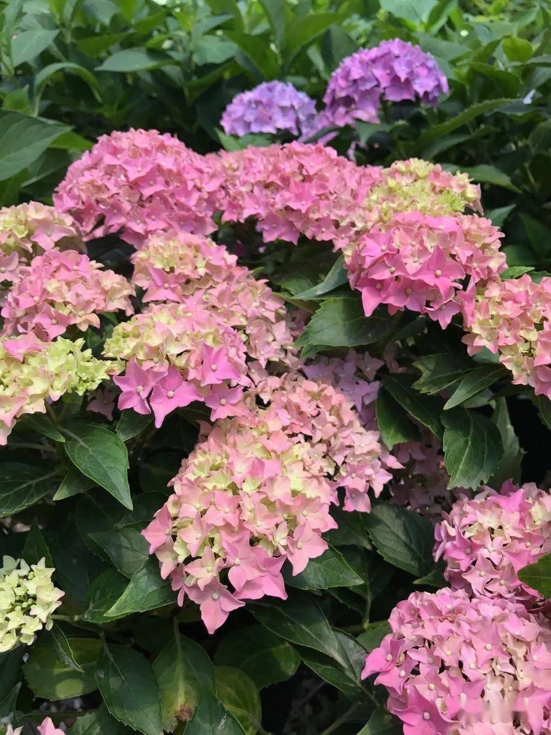 繁星海洋之心精灵红衣少女暗夜天使爆米花红美人