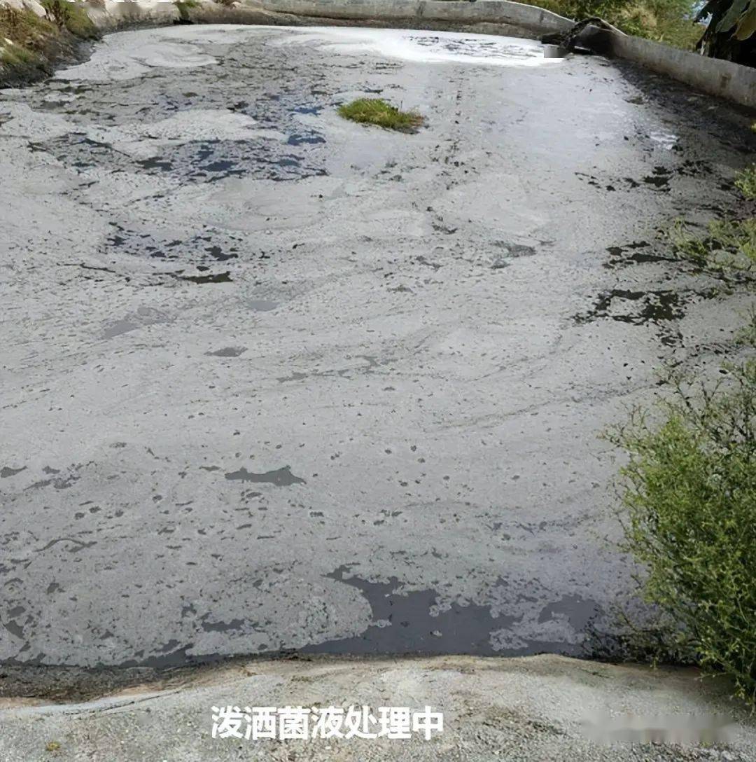 粪污发酵菌