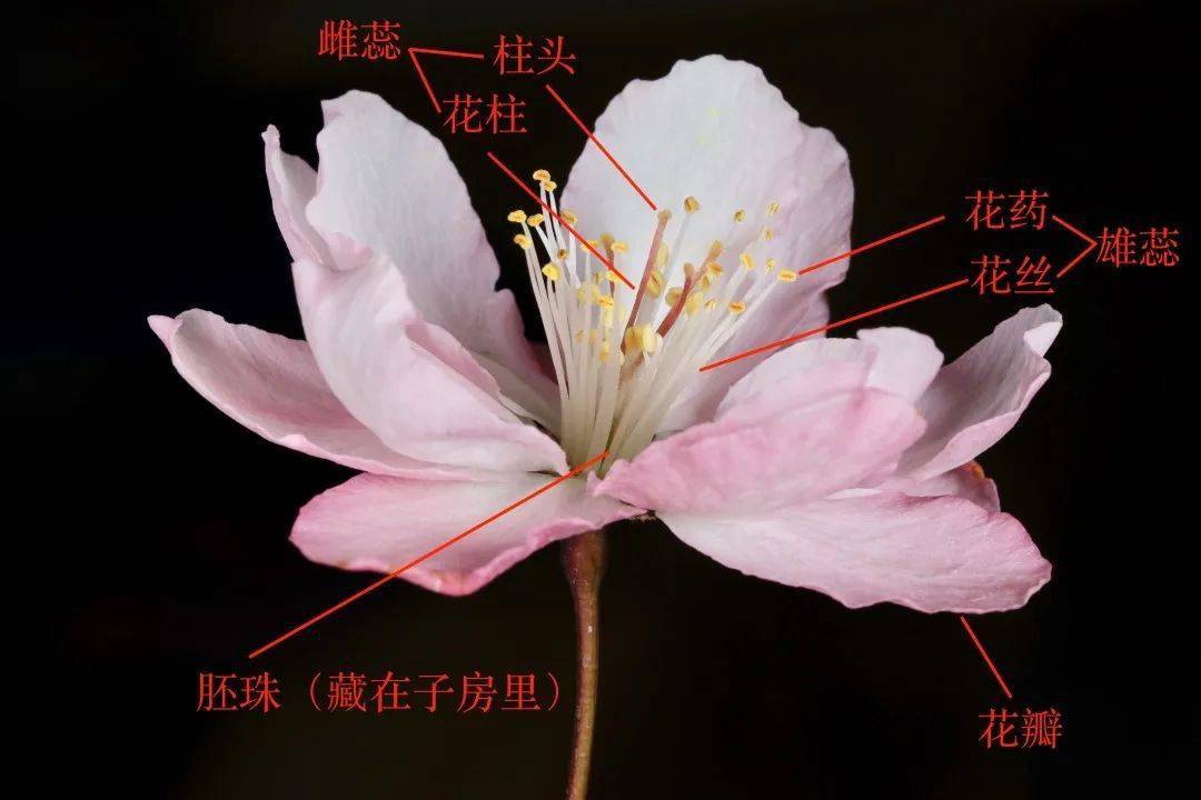 如何观察一朵花 ?