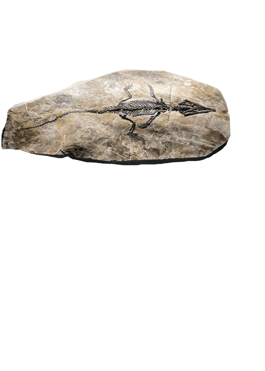 潜龙化石图片及价格图片