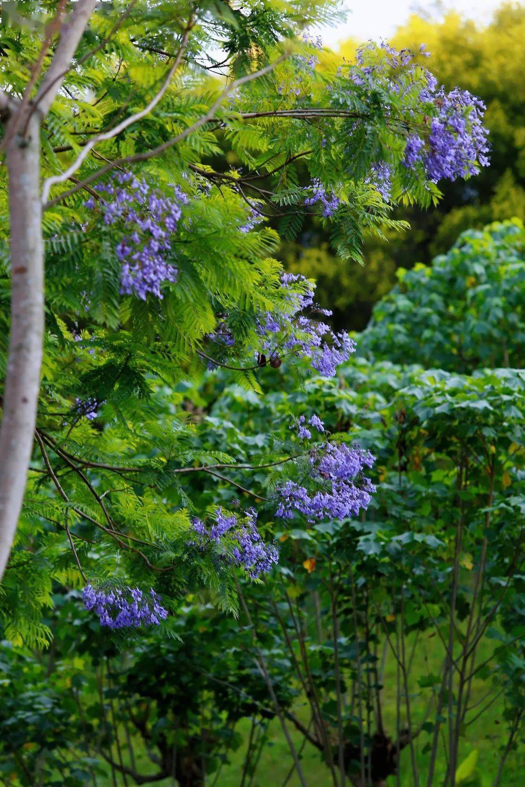 棠城浪漫 | 有一种心动叫蓝花楹开了~_城市_大足_紫色