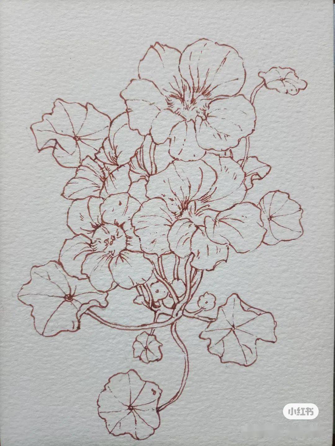 绘画步骤:金莲花绘画步骤:大西瓜简直是初学小白的福音啊大神还很贴心