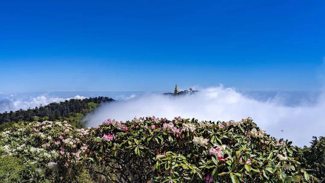 峨眉山月南花海简介图片