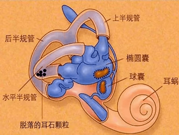 健康科普丨什么是前庭功能检测？